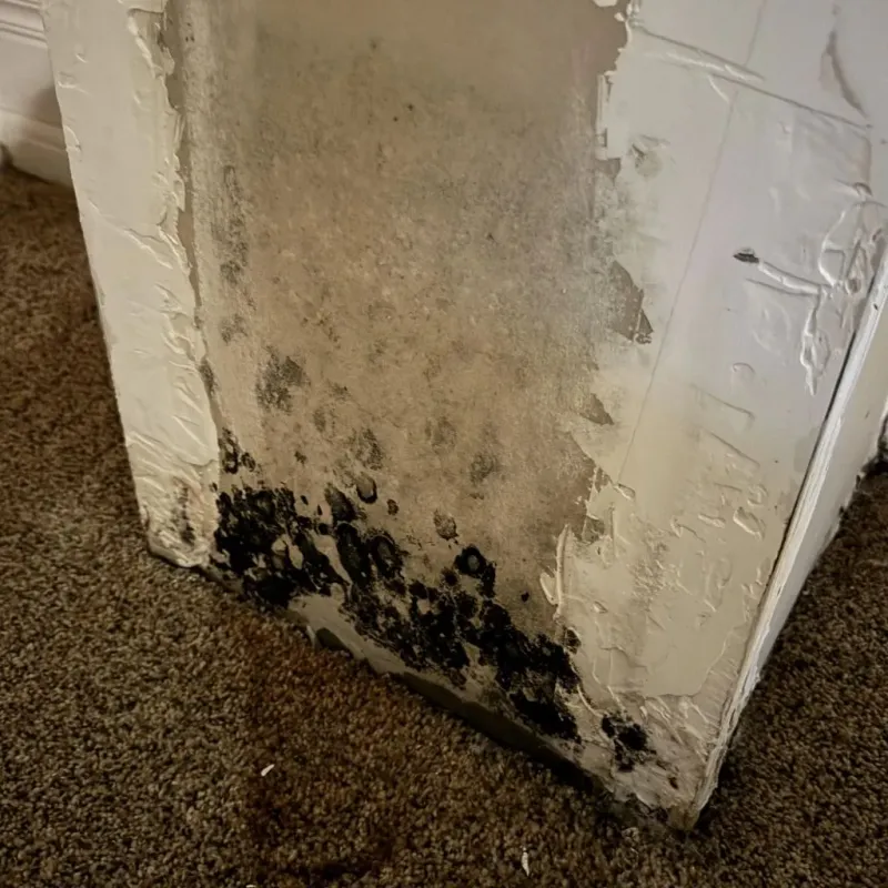 Professional Mold Removal in Mustang, OK